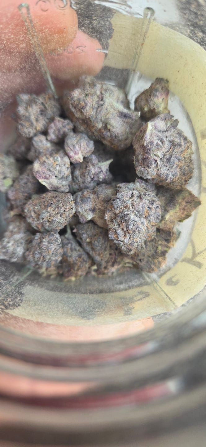 Customer photo review of Cheap Indoor THCA Flower Ounce