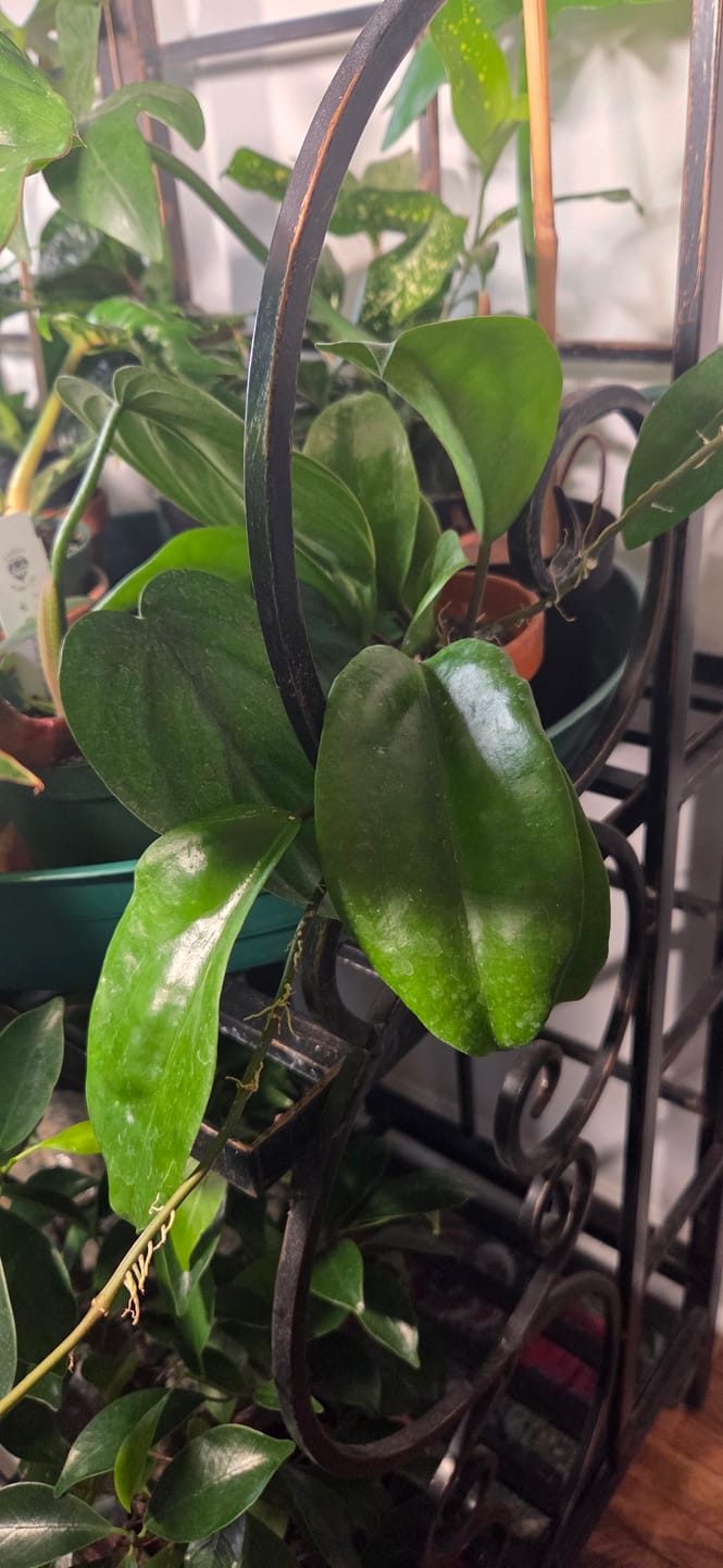 Customer photo review of Hoya surigaoensis