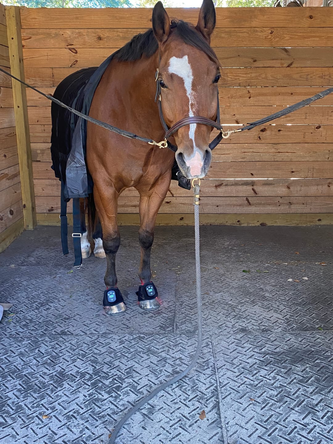 Customer photo review of HorseHalo™ HaloLegs Mini