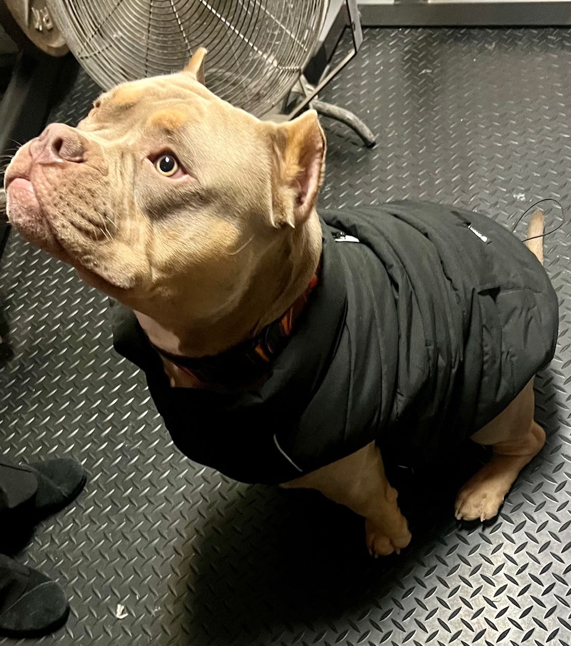 Customer photo review of WarmShield Water-Resistant Jacket - Black