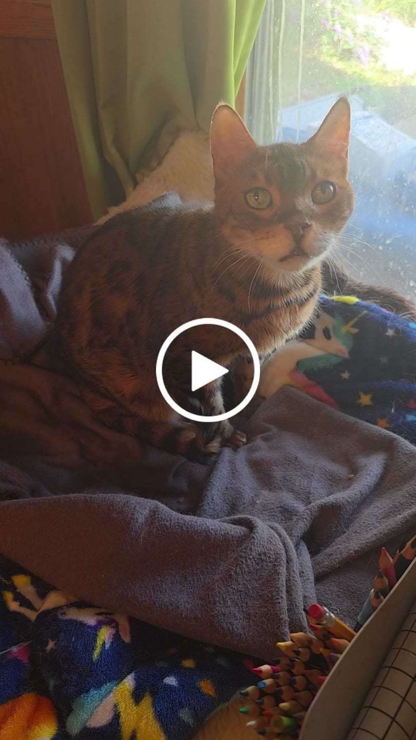 Customer video review of Breathe Easy Cat Cold, Sneezing & Respiratory Support