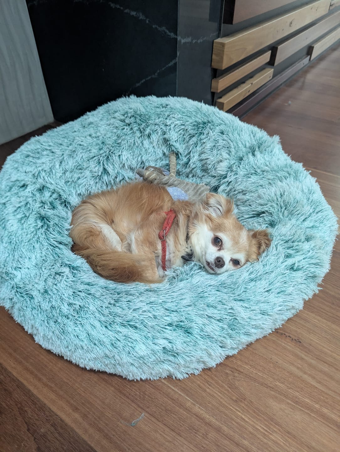 Customer photo review of Calming Pet Bed with Removable Cover