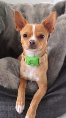 Customer photo review of OptimaPets - 12 Meses de Protección Antipulgas y Garrapatas 100% Natural para Perros