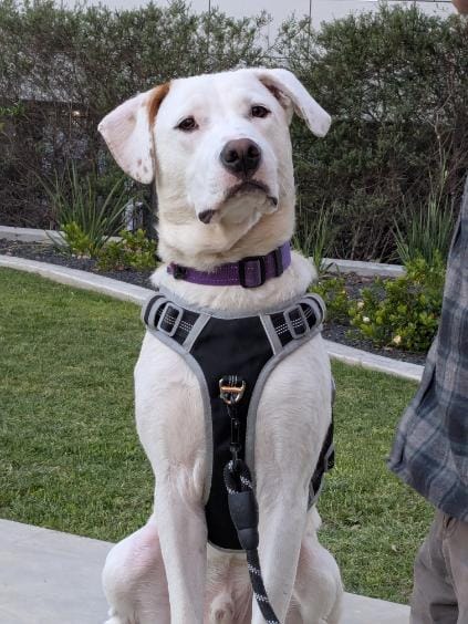 Customer photo review of Best No Pull Dog Harness | Fur King Ultimate No Pull Harness