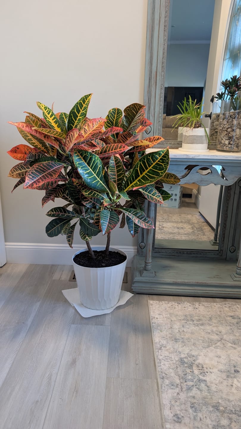Customer photo review of Croton Petra, Codiaeum Variegatum, Live Indoor Plant