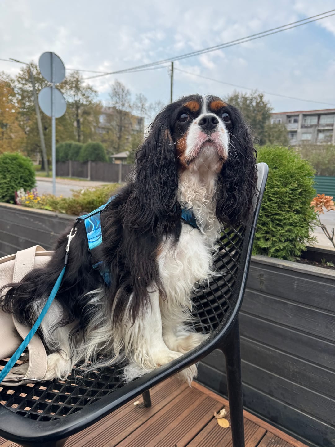 Customer photo review of Best Breeders MINI Adult (26/13) ar zivīm