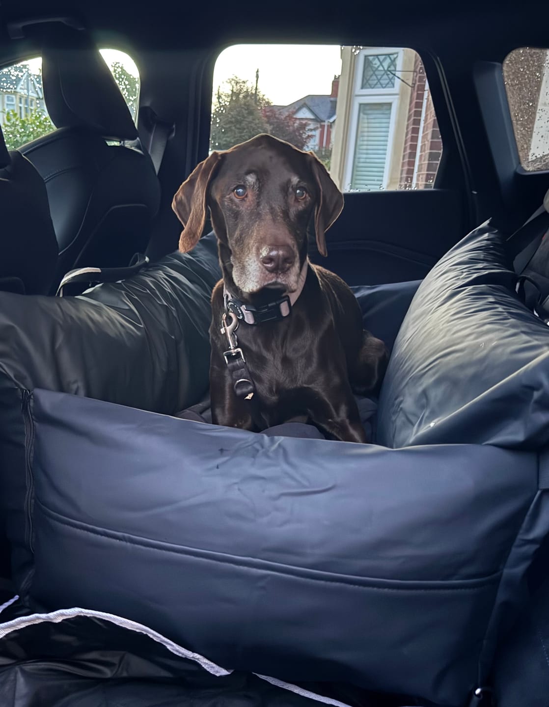 Customer photo review of Dog Dock V2 New & Improved ISO Fix