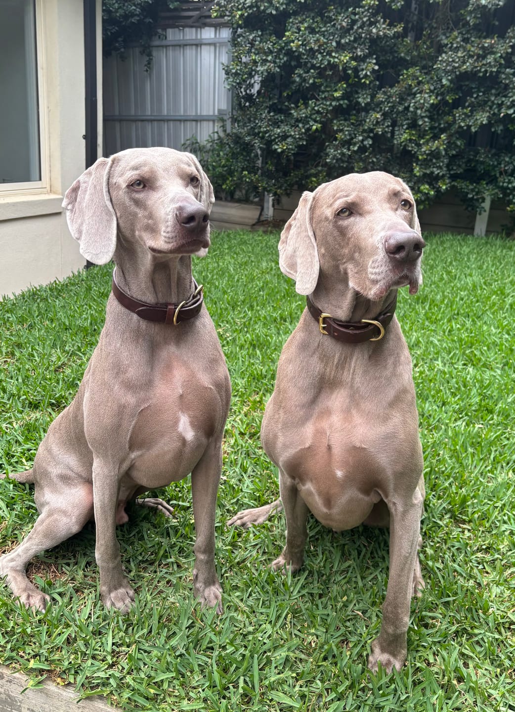Customer photo review of Dog Collar