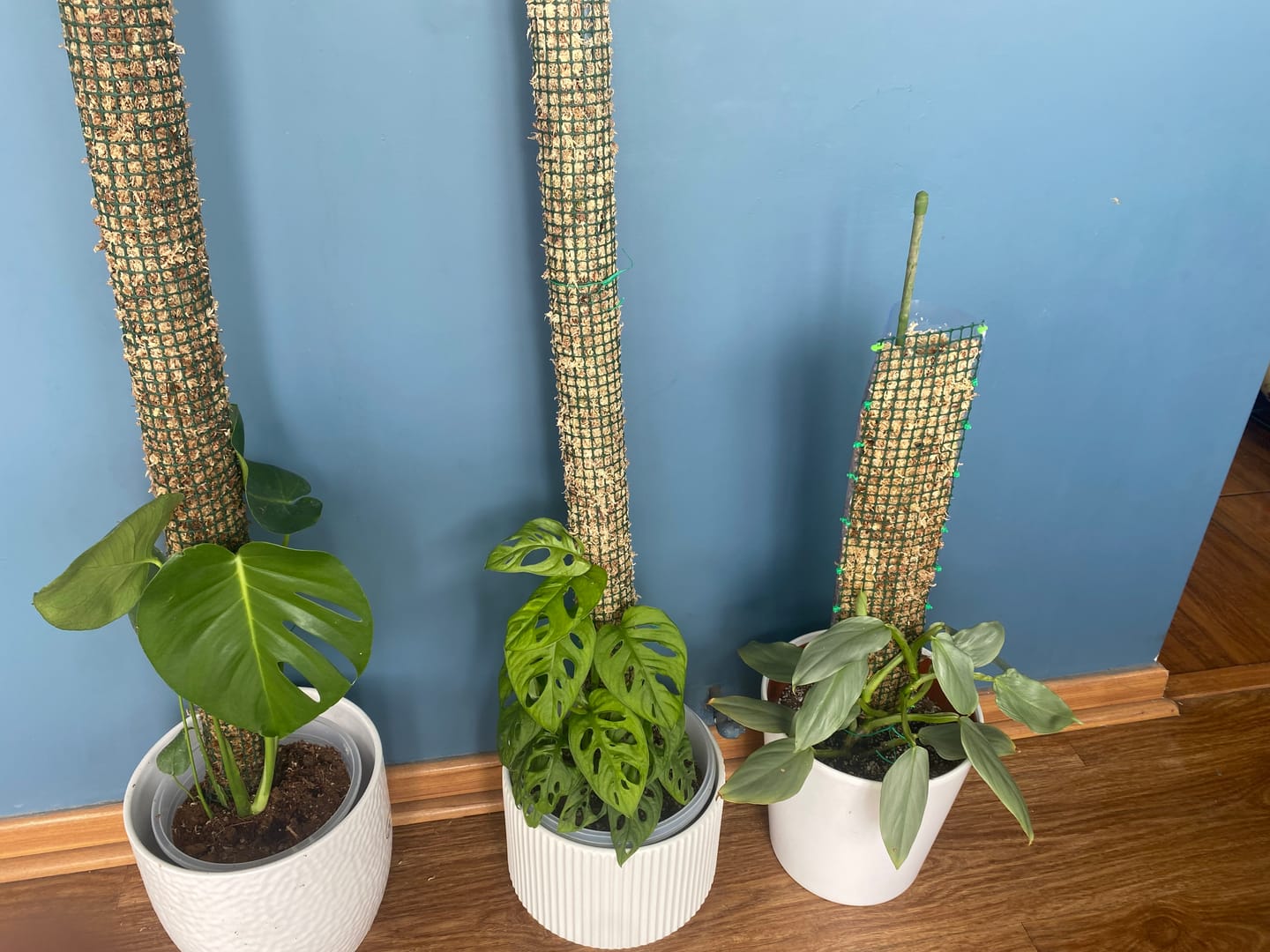 Customer photo review of Humus de Lombriz 3L – Abono Orgánico Natural para Plantas