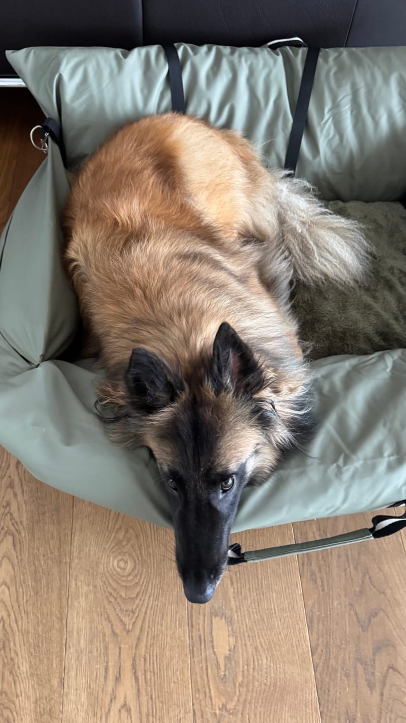 Customer photo review of Dog Dock V2 New & Improved ISO Fix