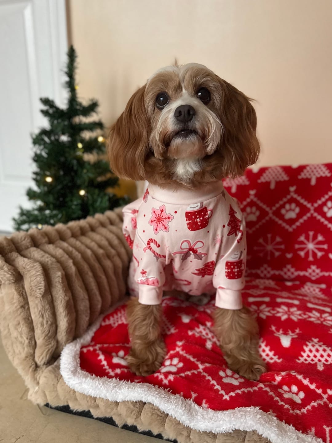 Customer photo review of Dog Christmas Pajama - Candy Cane
