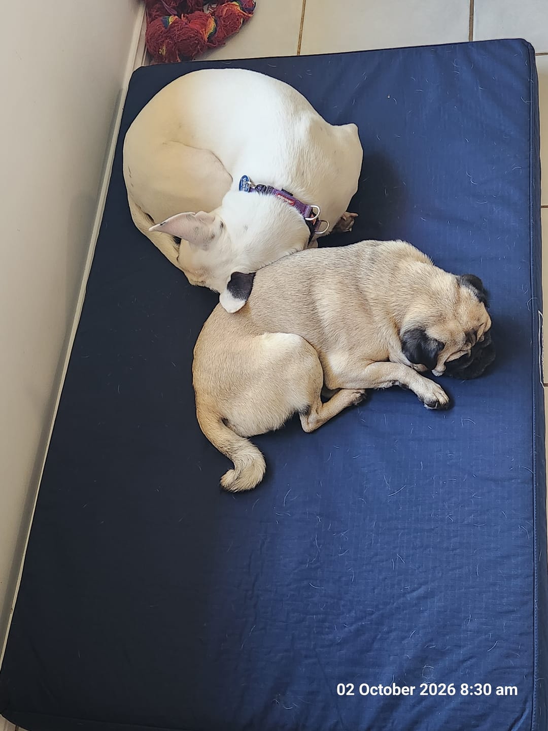Customer photo review of Kangaroo Dog Crate Mat