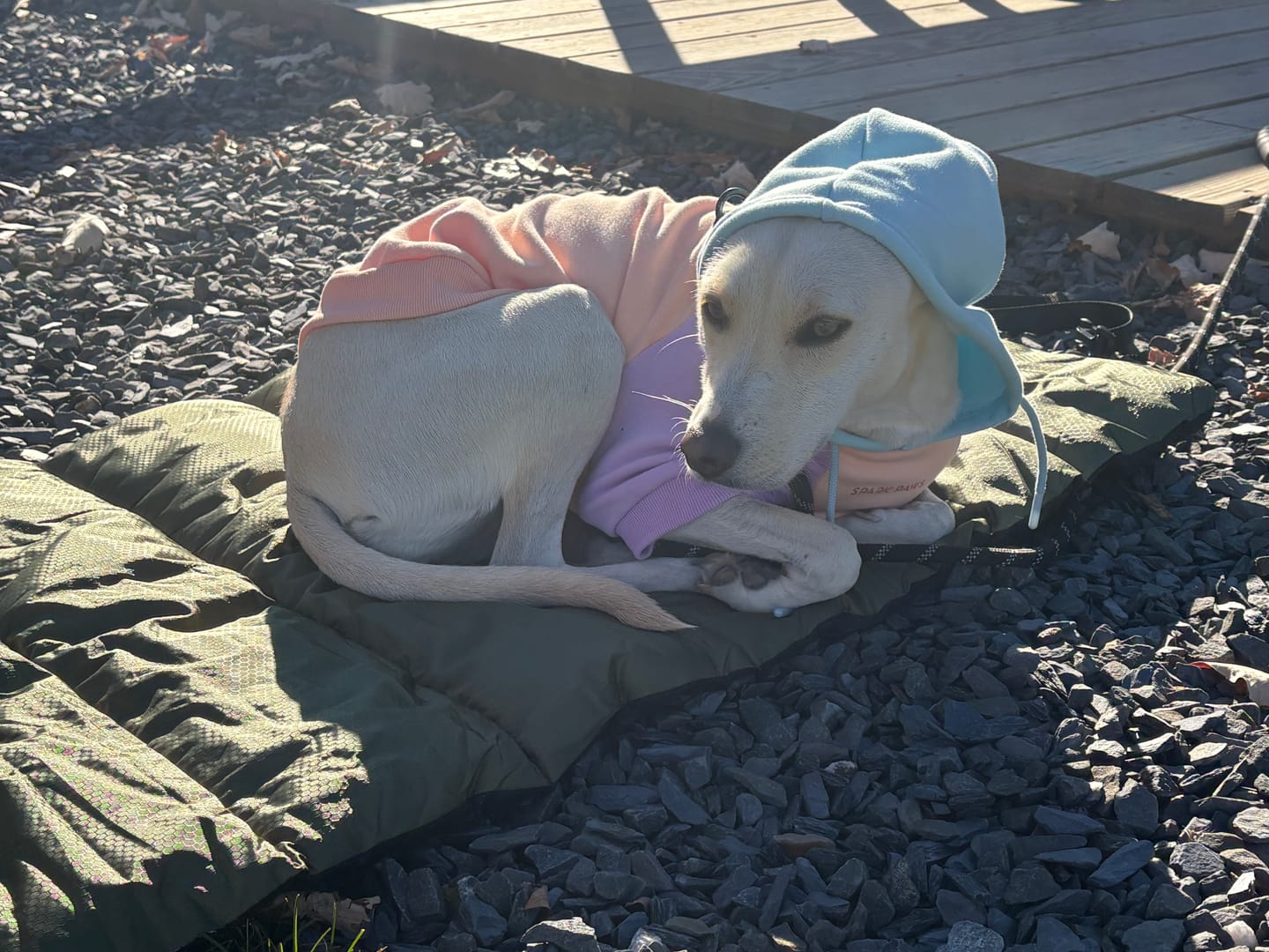 Customer photo review of Cotton Candy Dog Hoodie