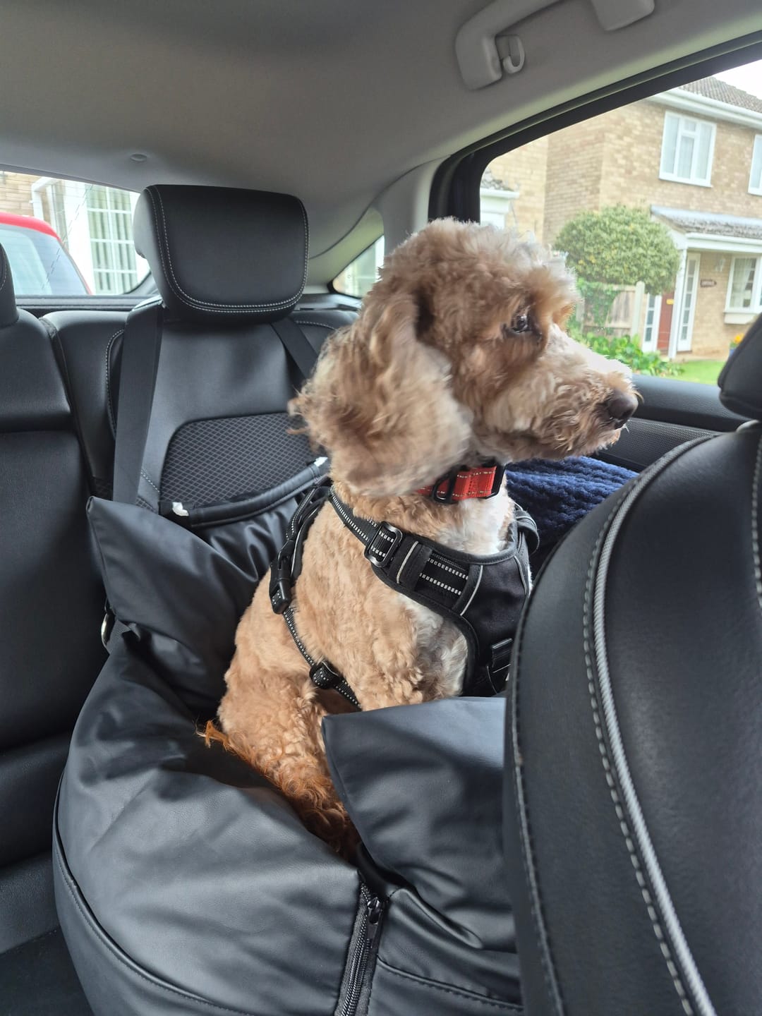 Customer photo review of Dog Dock V2 New & Improved ISO Fix