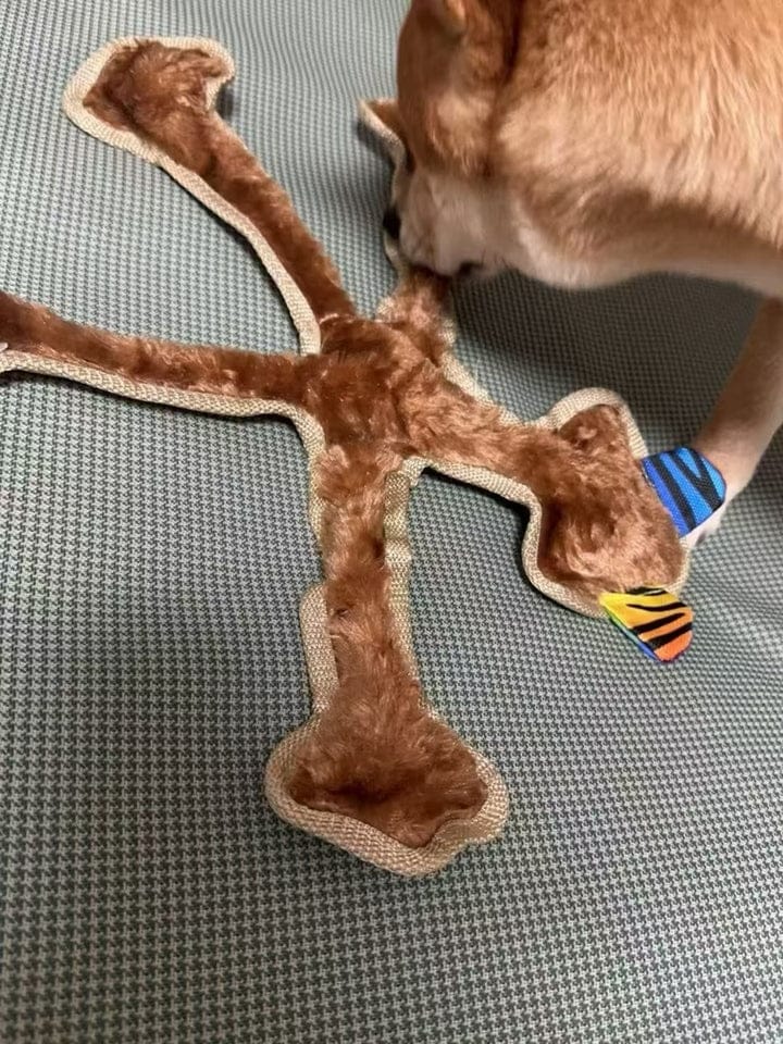 Customer photo review of Human Dog
