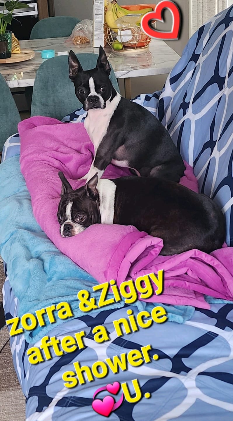 Customer photo review of Sensitive Skin Dog Shampoo - 4 Pack