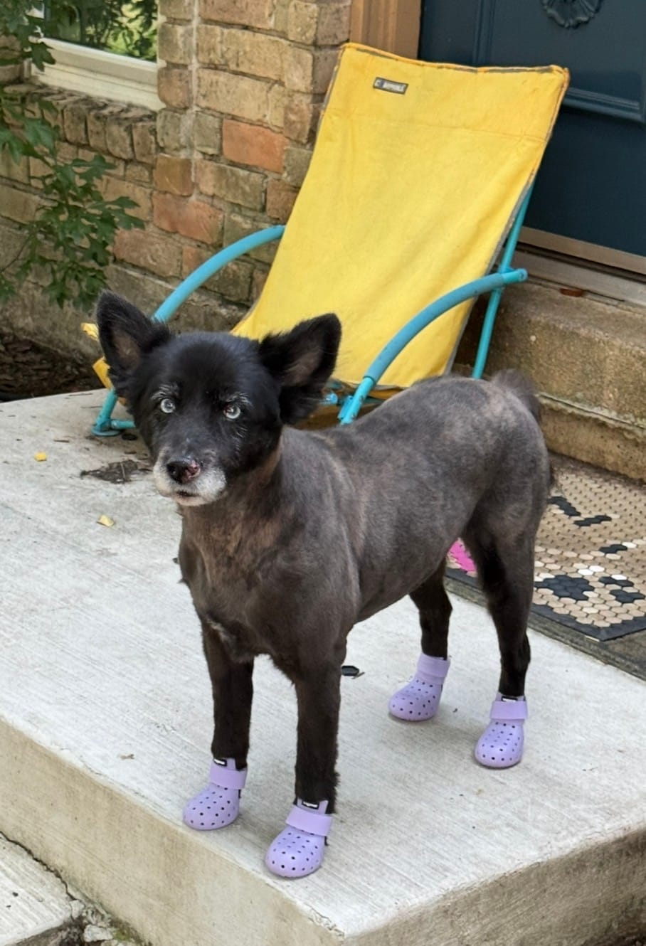 Customer photo review of WagWellies® Mojave