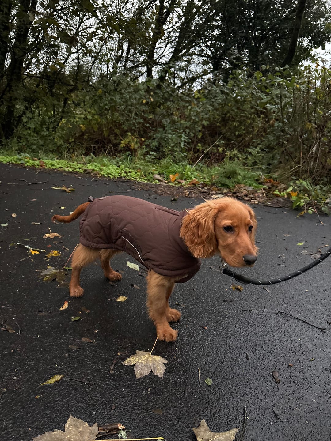 Customer photo review of Chocolate | The Capsule Quilted Coat