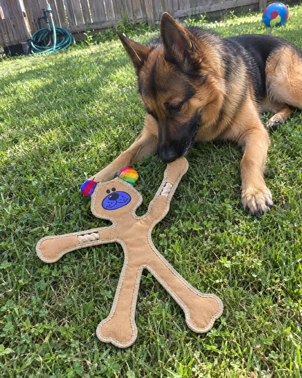 Customer photo review of Human Dog