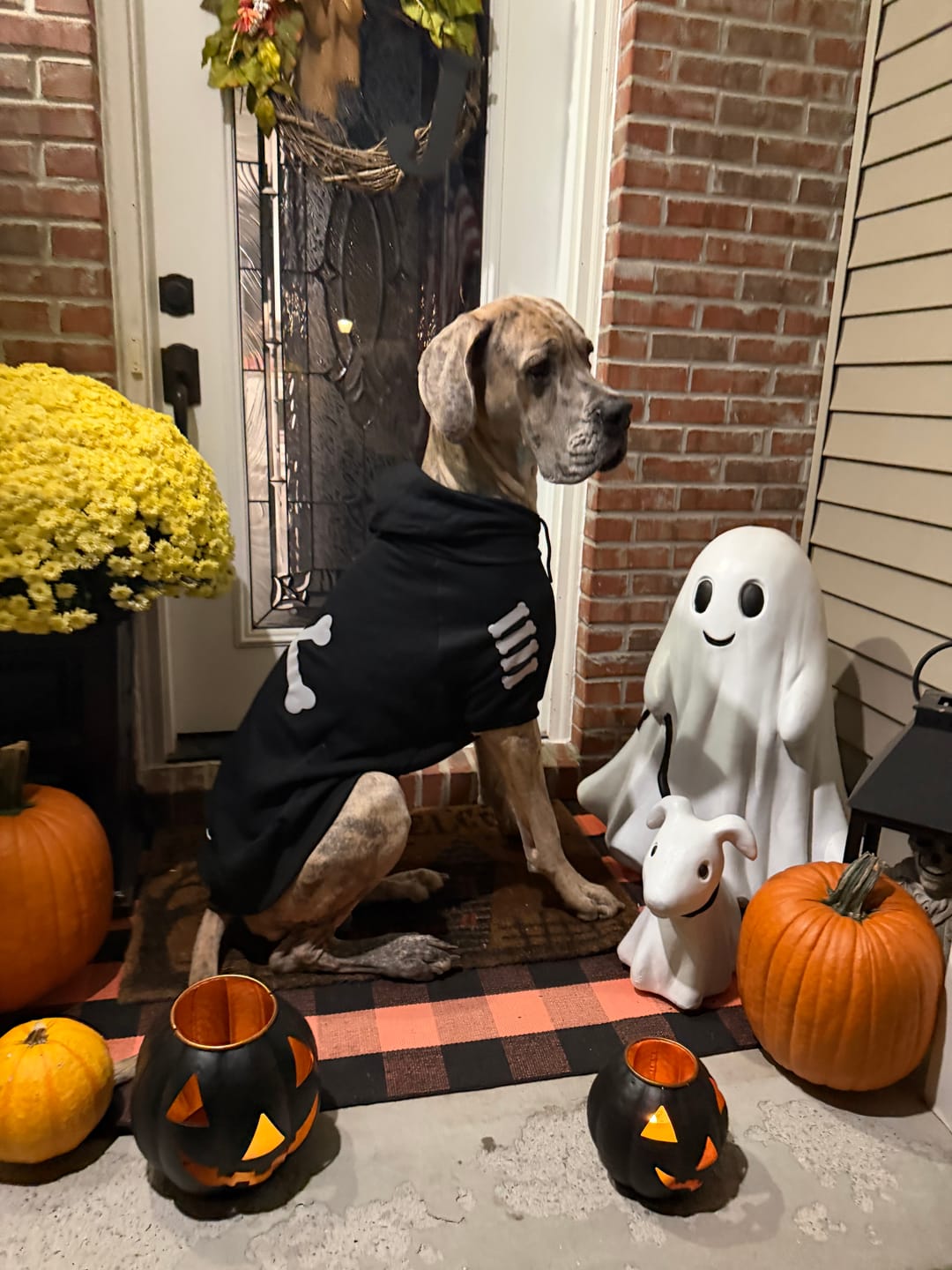 Customer photo review of "WOOF" Dog Hoodie - Black & Reflective