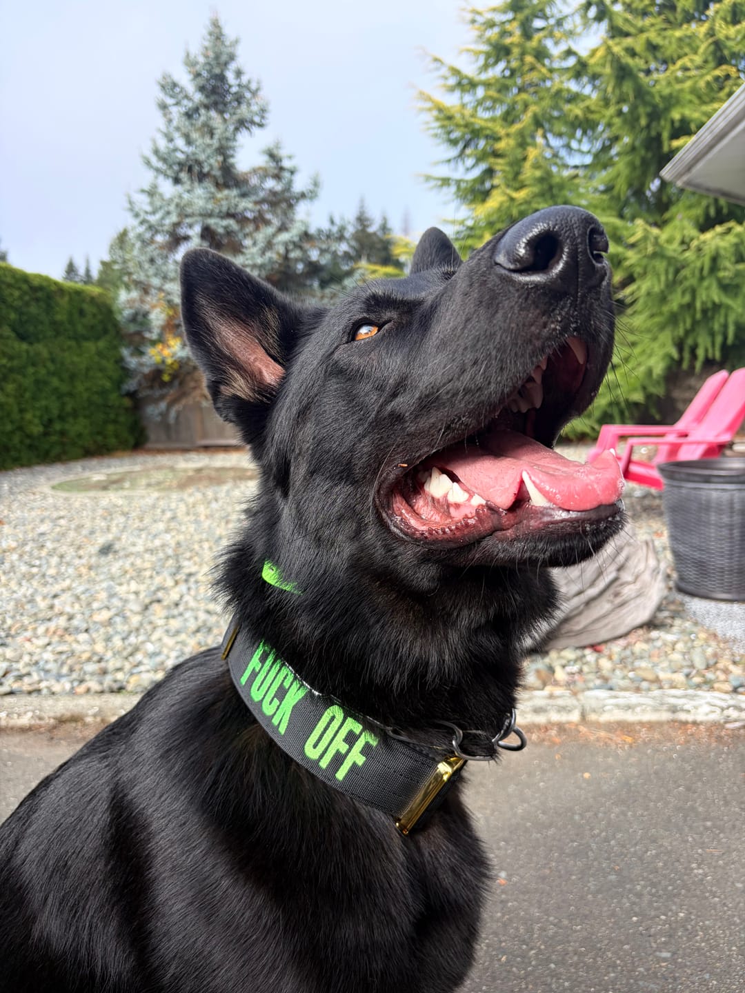 Customer photo review of 2" Tacti Luxe Dog Collar - Gold Noir