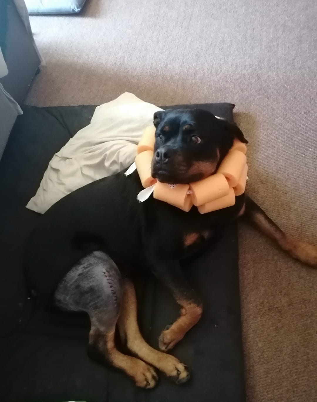Customer photo review of FlexCare (Joint & Movement Support For Dogs)