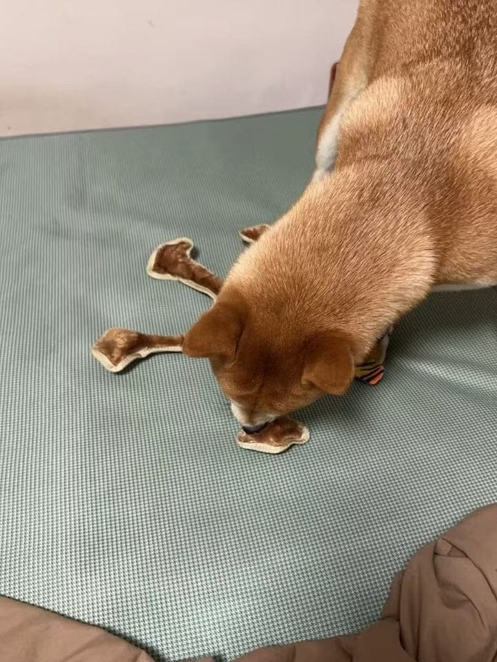Customer photo review of Human Dog