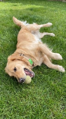 Customer photo review of OptimaPets - 12 Meses de Protección Antipulgas y Garrapatas 100% Natural para Perros