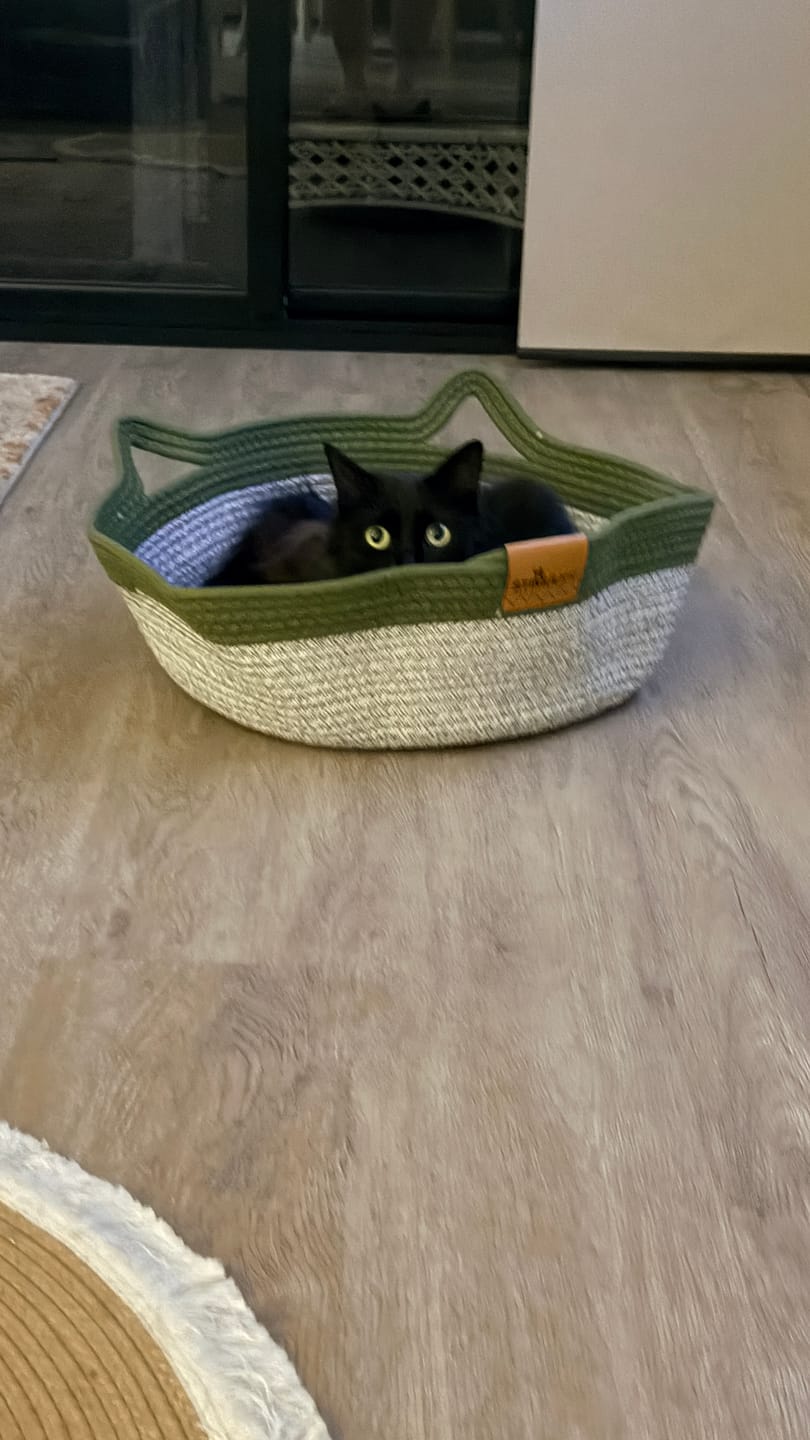 Customer photo review of Instinct Basket | Meet the first research-backed natural territory for indoor cats
