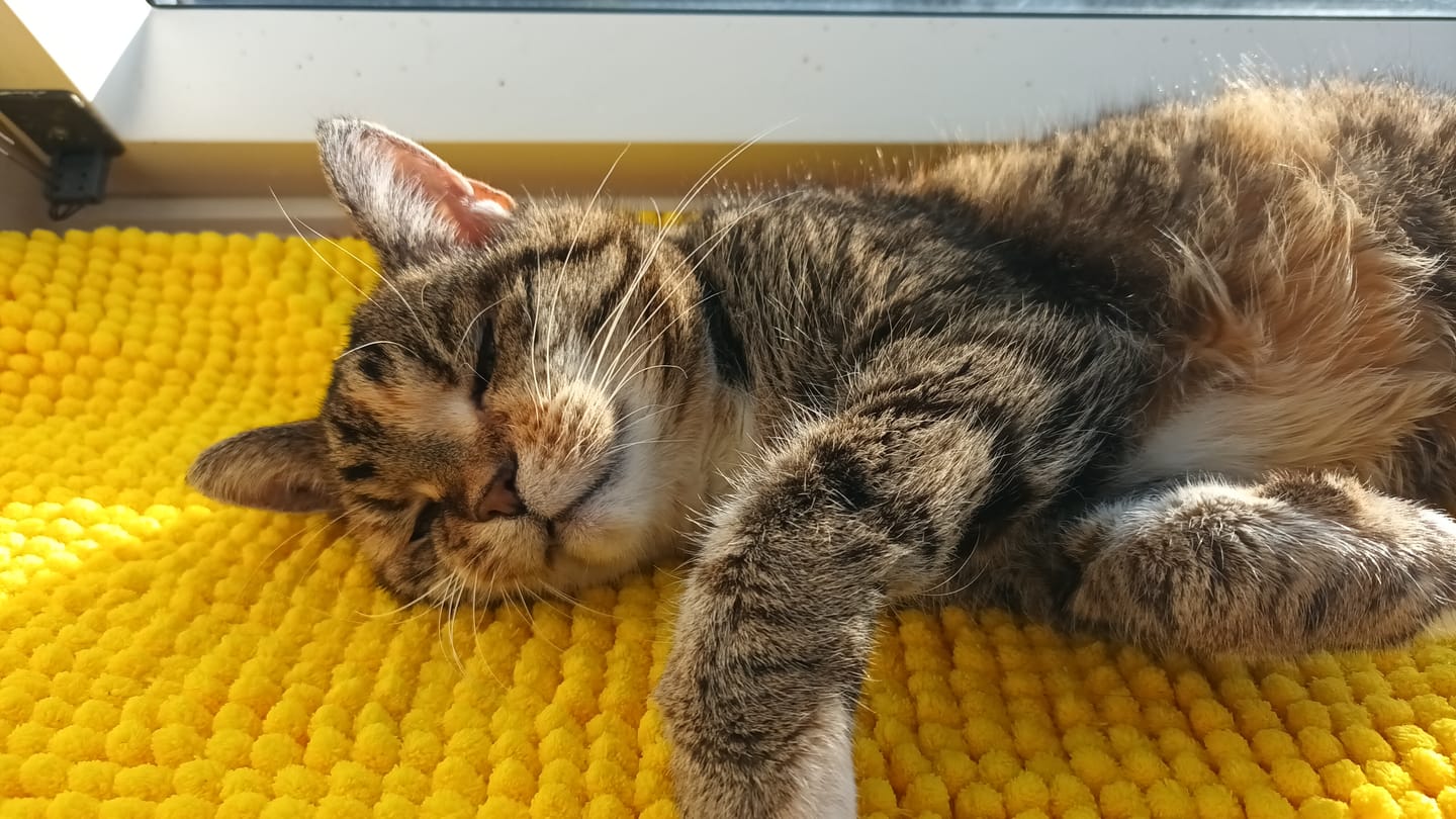 Customer photo review of Katzenklo Schaufel