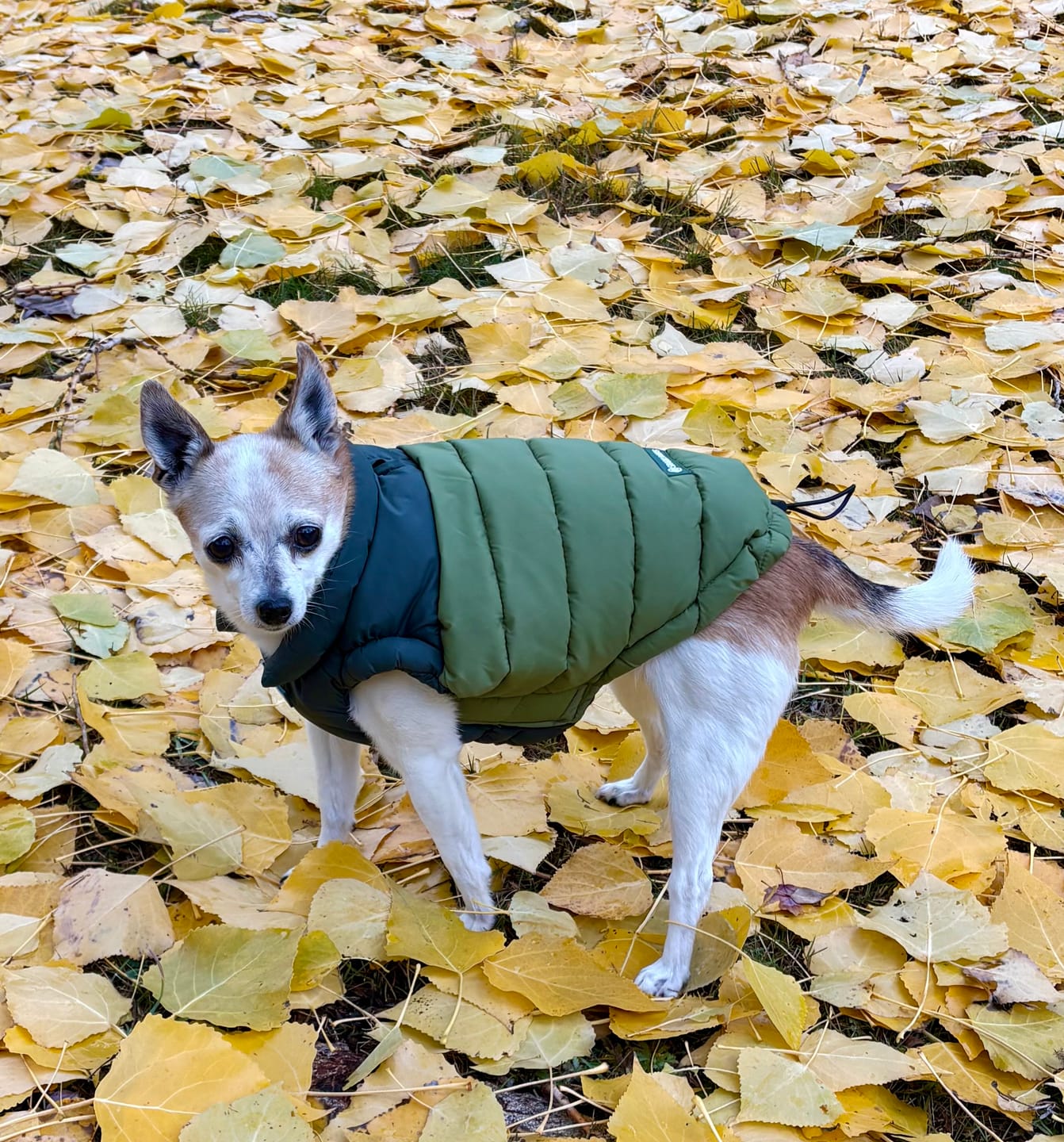 Customer photo review of PuffShield Winter Jacket - Purple