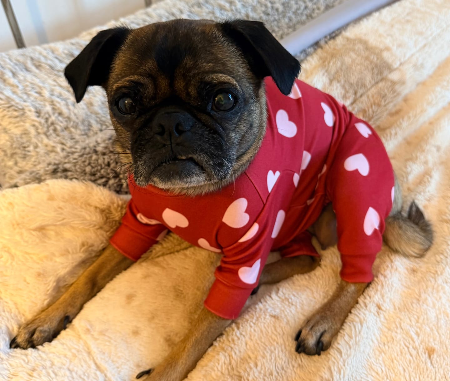 Customer photo review of Dog Pajama - Red Hearts