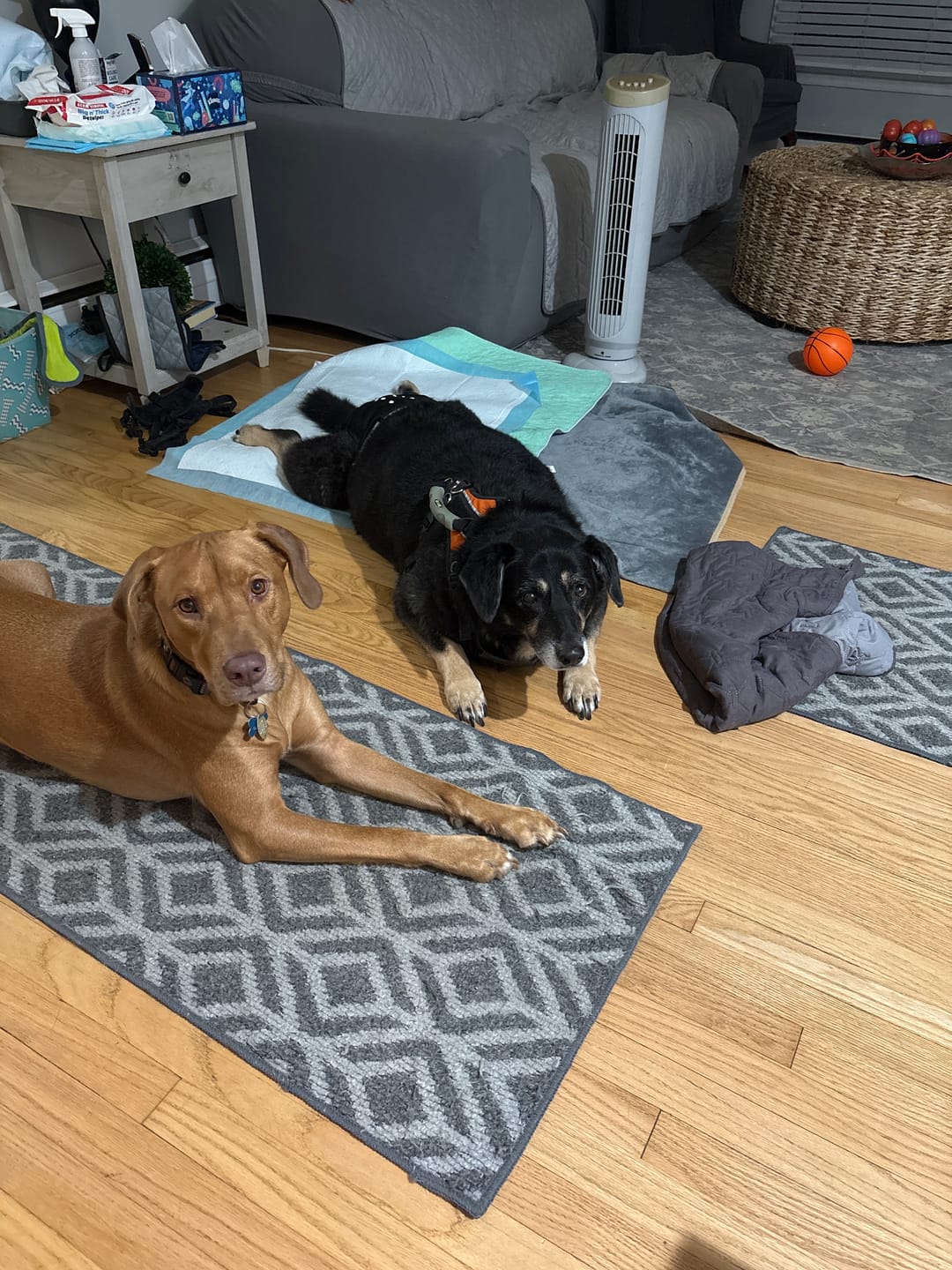 Customer photo review of Lolahemp Calming Chews