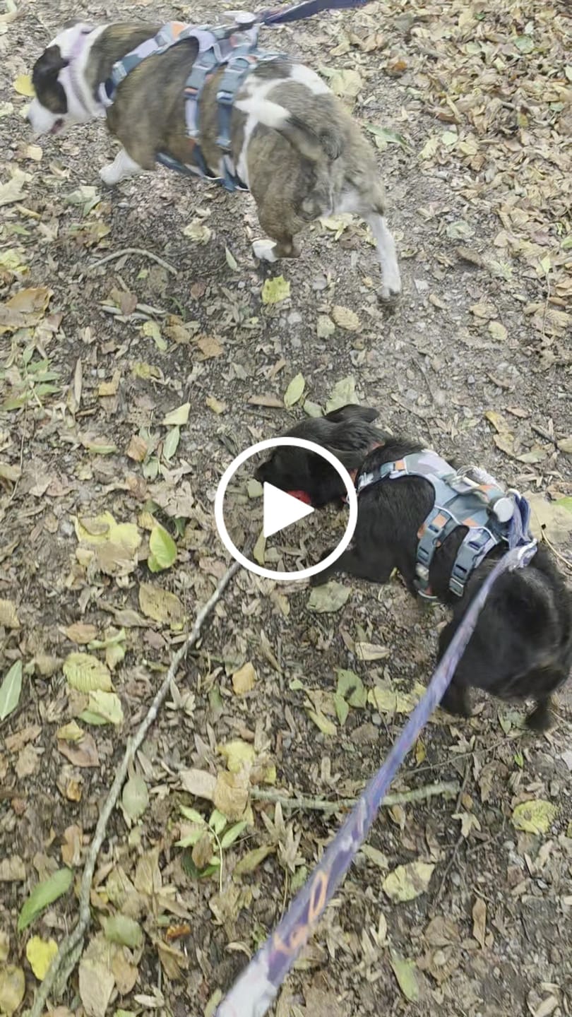 Customer video review of Scramble Harness