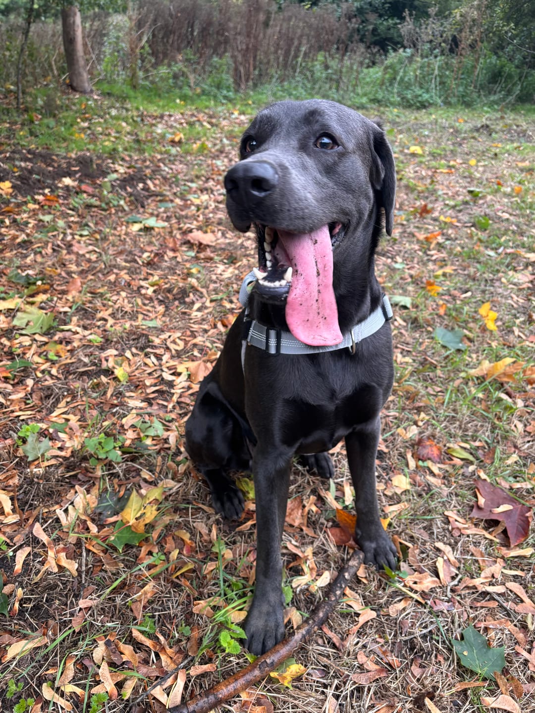 Customer photo review of ParoPet No Pull Dog Harness