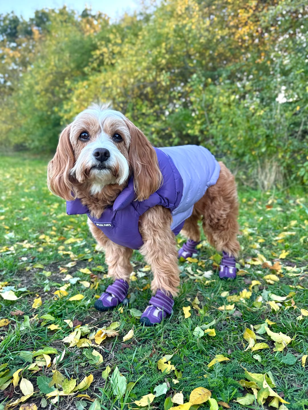 Customer photo review of 365 All-Season Dog Shoe 4PC Set - Purple