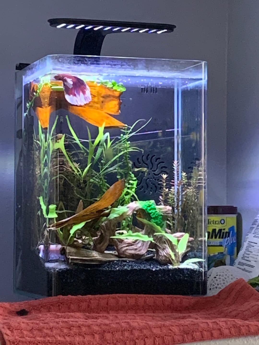 Customer photo review of Rare Pair Dumbo Halfmoon Purple Butterfly Betta Fish (Male & Female)