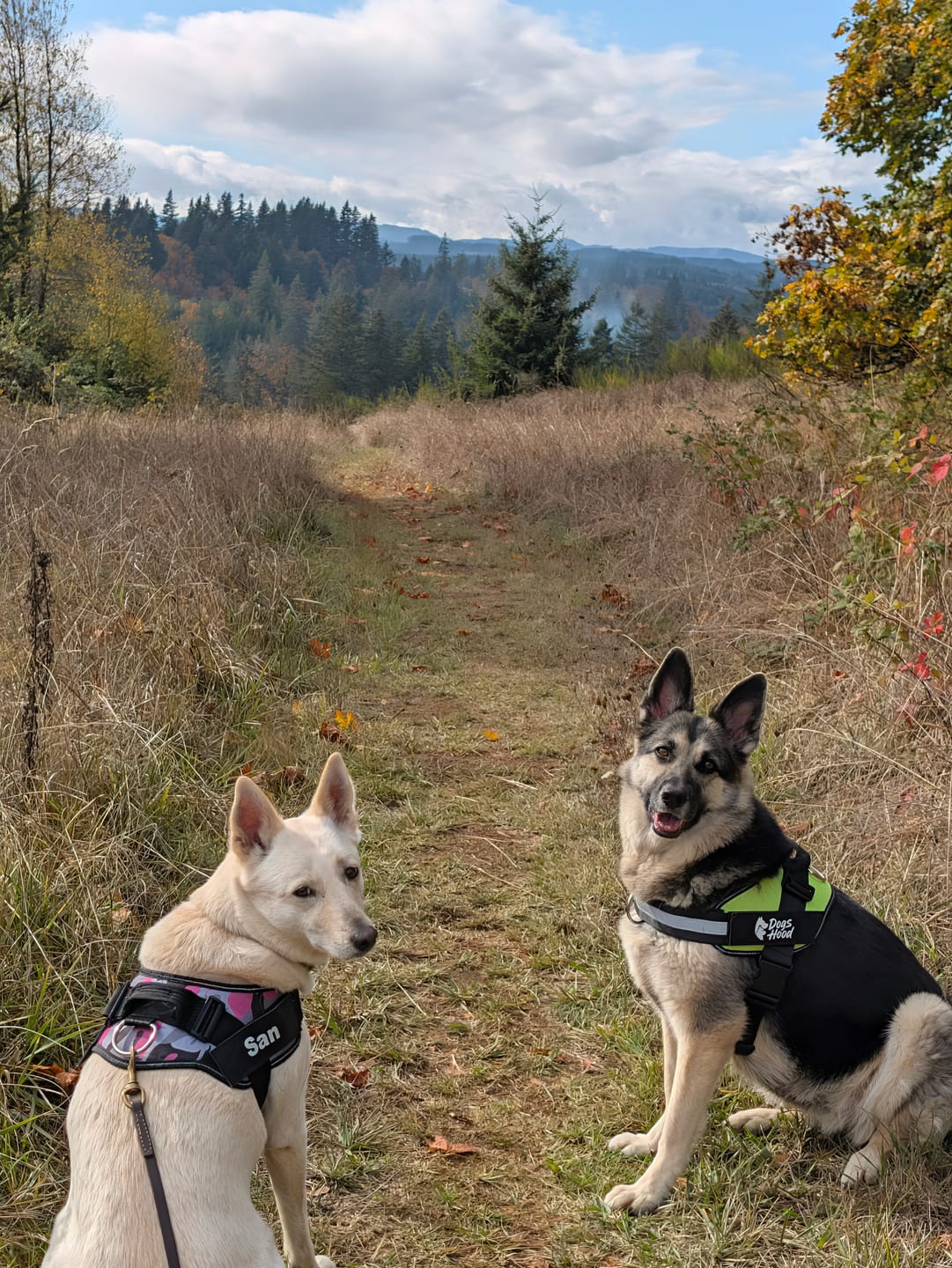 Customer photo review of Dogshood ™ No Pull Harness