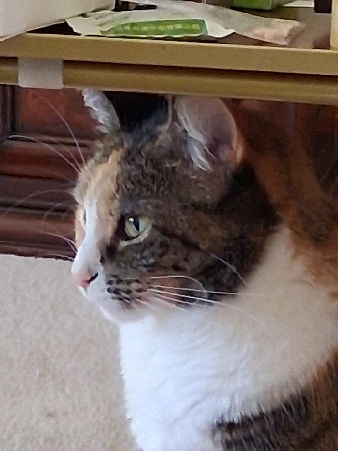 Customer photo review of Cat Laxative & Constipation Remedy