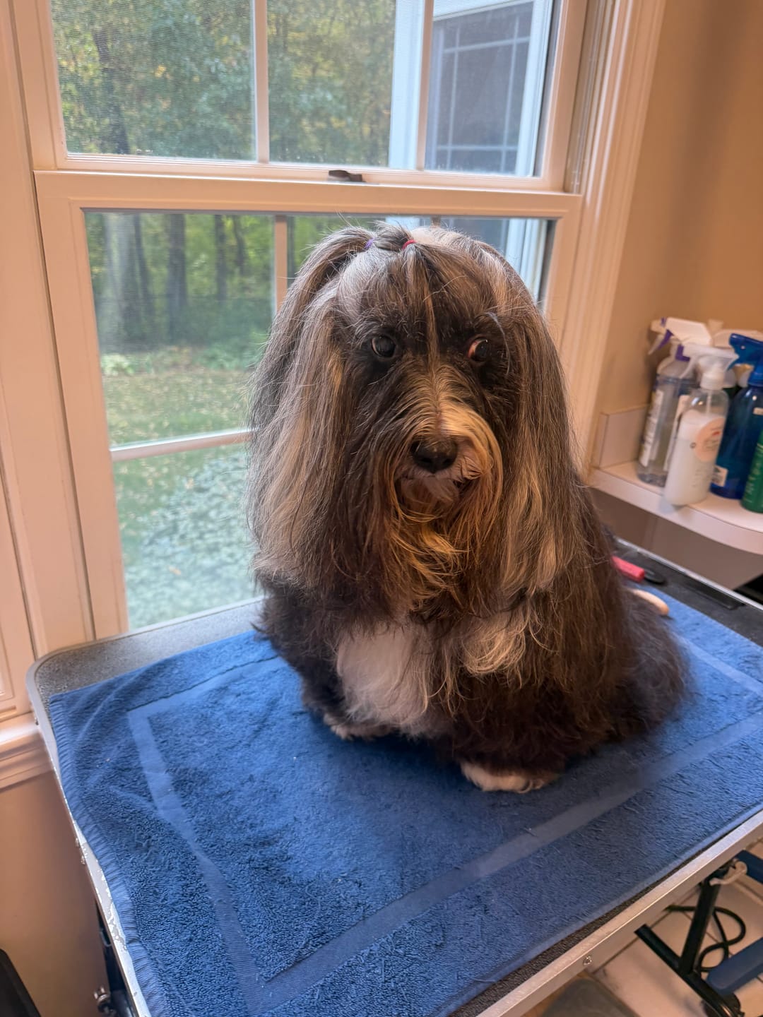 Customer photo review of Daily Healthy-Aging Support for Aging Dogs