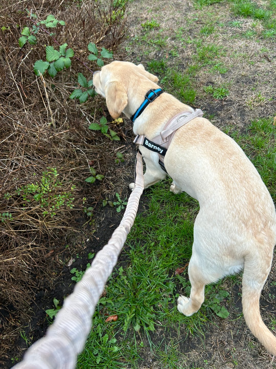 Customer photo review of ParoPet No Pull Dog Harness