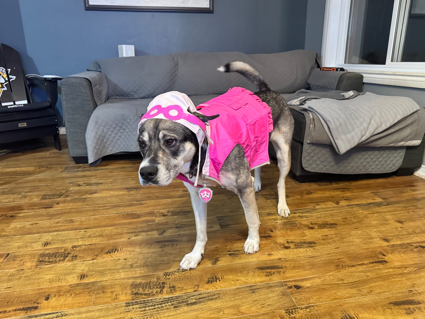 Customer photo review of Dog Costume (Skye)