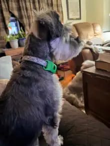 Customer photo review of OptimaPets - 12 Meses de Protección Antipulgas y Garrapatas 100% Natural para Perros