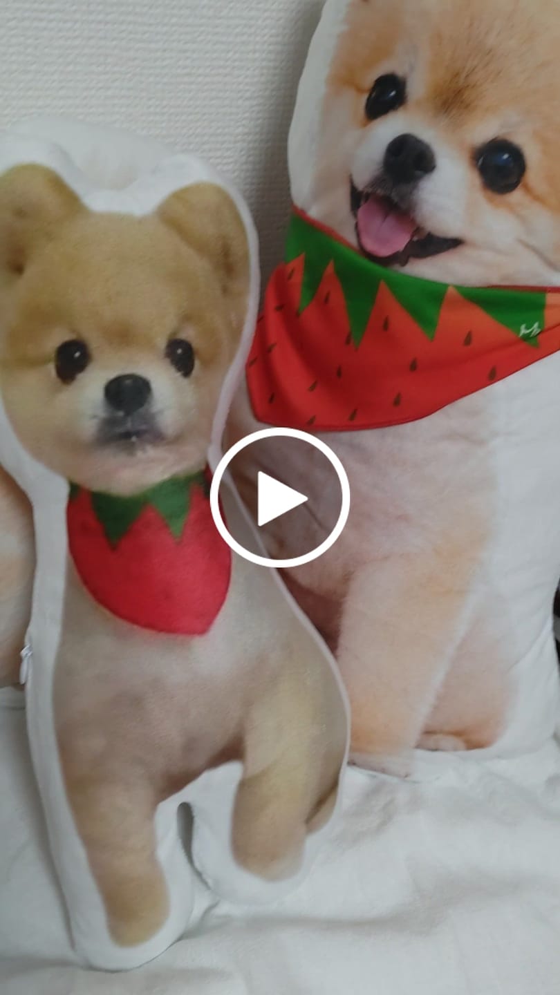 Customer video review of 世界にひとつだけ♪好きな写真で作るオーダーメイドクッション（20～80cm）