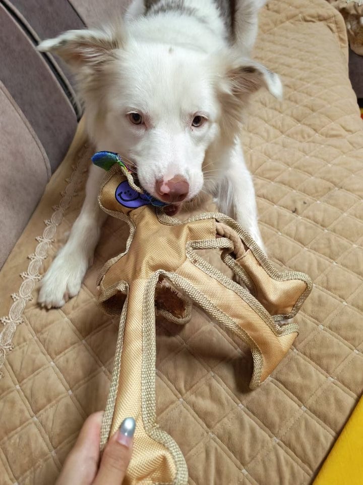 Customer photo review of Human Dog