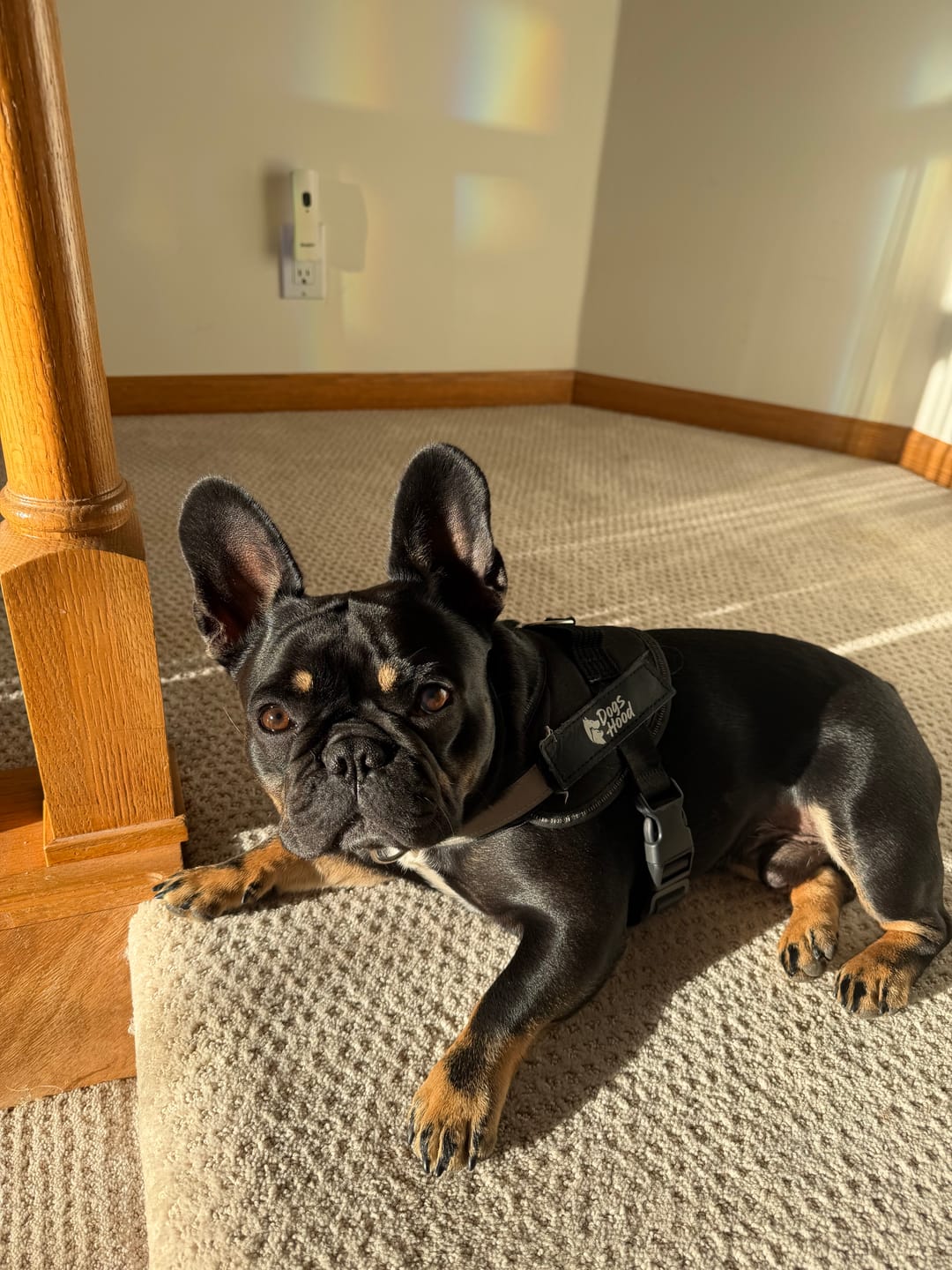 Customer photo review of Dogshood ™ No Pull Harness