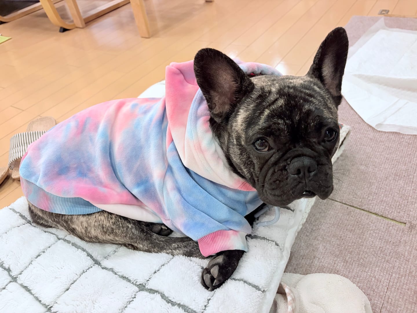 Customer photo review of Velvet Dog Hoodies