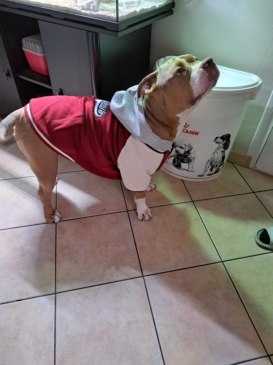 Customer photo review of Dog Varsity Jacket - Red