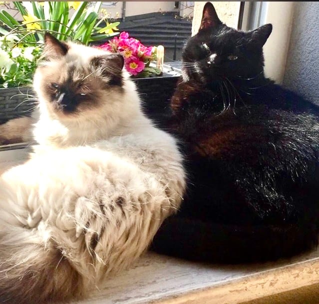 Customer photo review of Katzenklo Schaufel