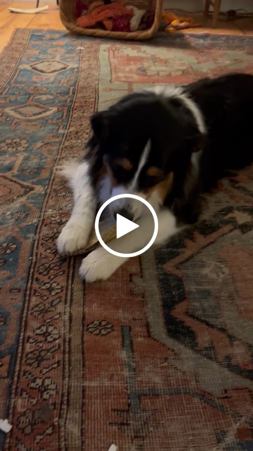 Customer video review of Chest Bone (11" x 6"x 3”): The Durable, Flavor-Packed Chew for Light and Moderate Chewers